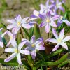 ladonička růžová chionodoxa pink 8