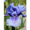 Iris bedtime story 01