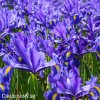 modrý kosatec iris blue magic hollandica 2