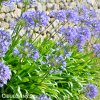 Agapanthus Kalokvet svetle modry 5