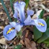 bledě modrý kosatec iris alida reticulata 3