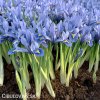 bledě modrý kosatec iris alida reticulata 4