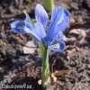 bledě modrý kosatec iris alida reticulata 5