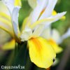 žlutobílý kosatec iris apollo hollandica 3