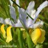 žlutobílý kosatec iris apollo hollandica 6