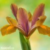 vínový kosatec iris autumn princess hollandica 5