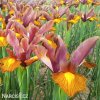 vínový kosatec iris autumn princess hollandica 6