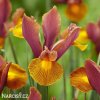 vínový kosatec iris autumn princess hollandica 1