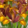 vínový kosatec iris autumn princess hollandica 2