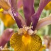 vínový kosatec iris autumn princess hollandica 3