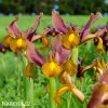 vínový kosatec iris autumn princess hollandica 4