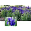 Iris Ceasars Brother 01