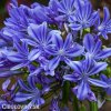 Agapanthus Kalokvet tmave modry 9