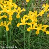 žlutý kosatec iris golden beauty 3