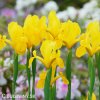 žlutý kosatec iris golden beauty 4