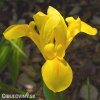 žlutý kosatec iris golden beauty 1