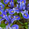 modrý kosatec iris harmony reticulata 2
