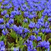 modrý kosatec iris harmony reticulata 3
