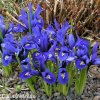 modrý kosatec iris harmony reticulata 5