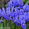 modrý kosatec iris harmony reticulata 1