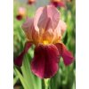 Iris - Indian Chief  Germanica (. 1 ks)