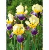 Iris nibelungen 03