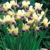 Iris nibelungen 01