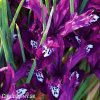 fialový kosatec pauline iris reticulata 2