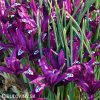 fialový kosatec pauline iris reticulata 3