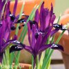 fialový kosatec pauline iris reticulata 4