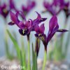 fialový kosatec pauline iris reticulata 8