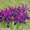 fialový kosatec pauline iris reticulata 1
