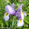 fialový kosatec iris rosario hollandica 2