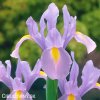 fialový kosatec iris rosario hollandica 4
