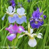 iris mix smes sibirskych kosatcu 2
