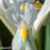 bílý kosatec white iris hollandica 5