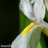 bílý kosatec white iris hollandica 6