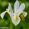 bílý kosatec white iris hollandica 1