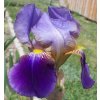 Iris Williamson 01