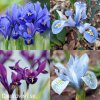 směs nízkých kosatců iris reticulata mix 3