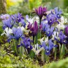 směs nízkých kosatců iris reticulata mix 4