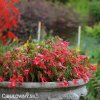 cervena begonie previsla bertinii san francisco 4
