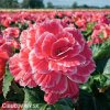 ruzova Begonie Camelia Pink 3