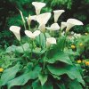 Kala Aethiopica 05