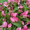 ruzova kala zantedeschia garnet glow 4