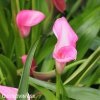 ruzova kala zantedeschia garnet glow 6