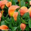 oranzova kala Mango 5