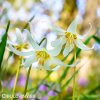 kandik bily erythronium white 2