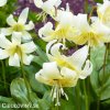 kandik bily erythronium white 3