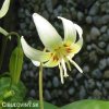 kandik bily erythronium white 4
